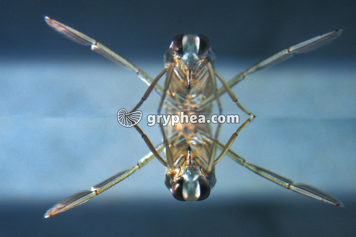 Notonecte sous la surface de l'eau (Notonecta glauca) - gryphea.com